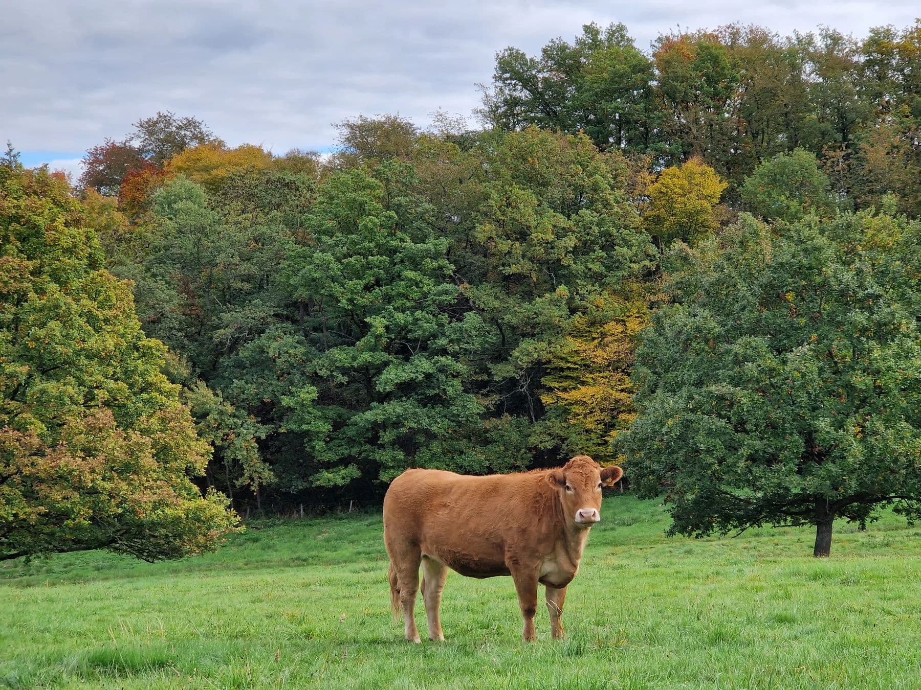 Cow standing in a green pasture