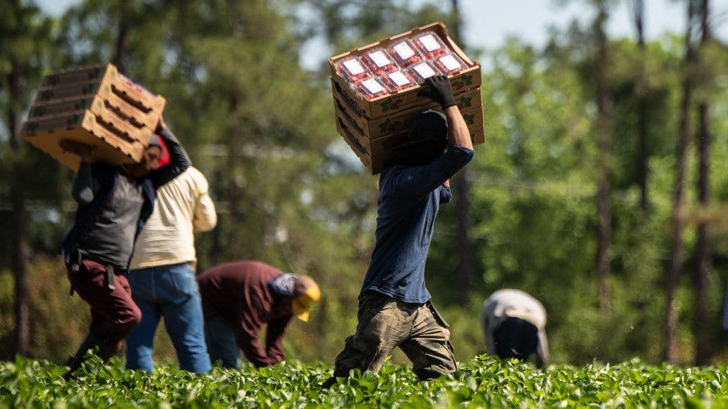 Farm workers carrying crates during harvest