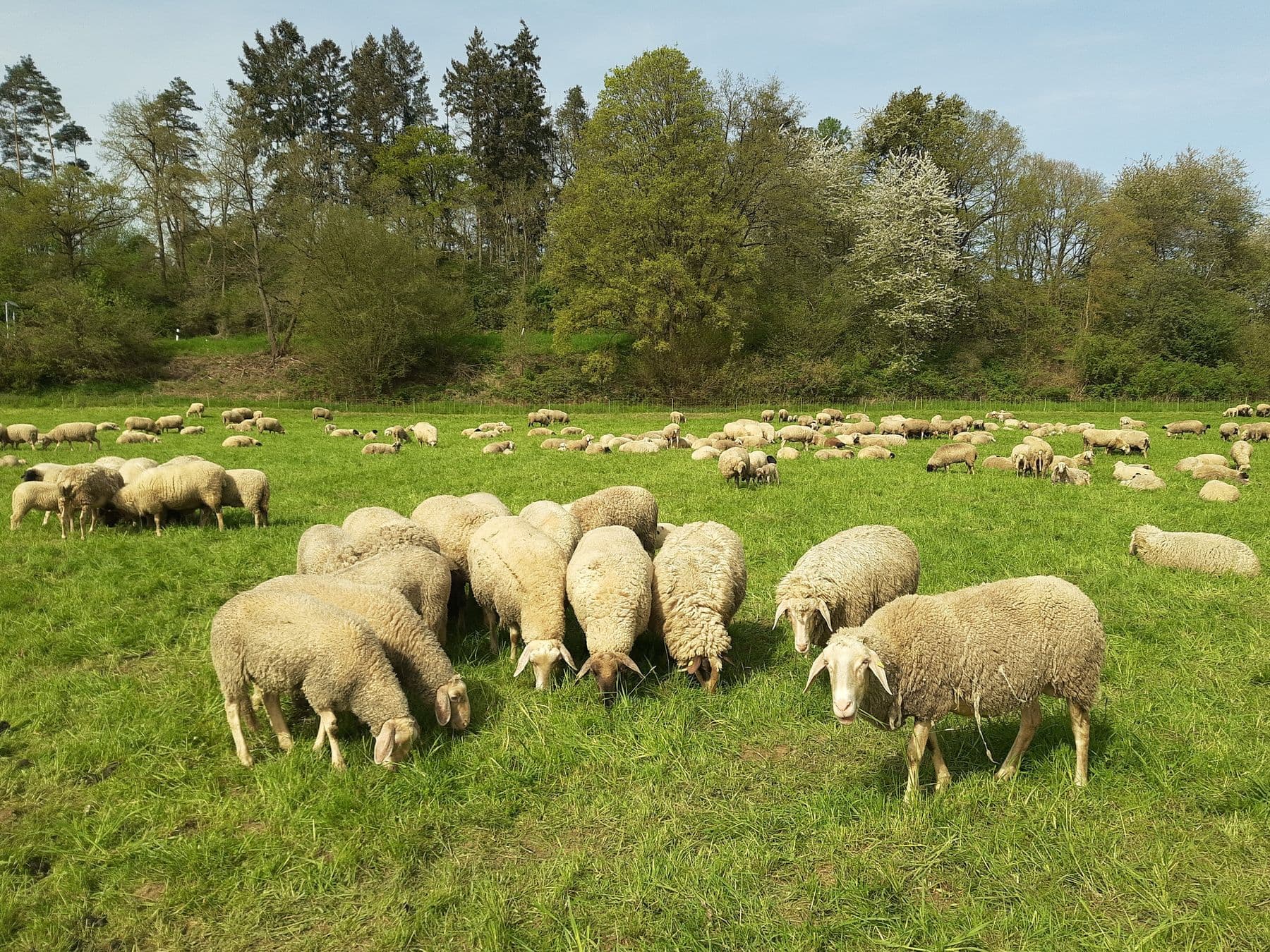 Flock of sheep grazing in a field