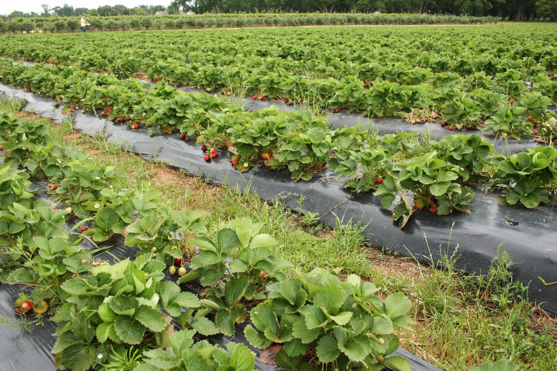 Strawberry plants with ripe fruit in a field