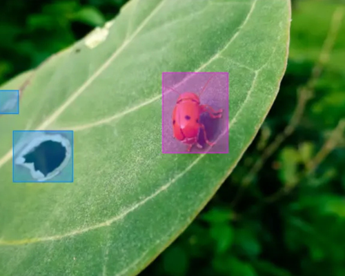 first image