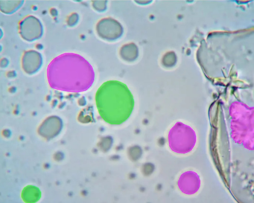 first image